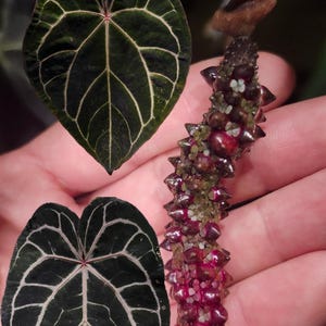 Anthurium King of Spades X Red Crystallinum - Etsy