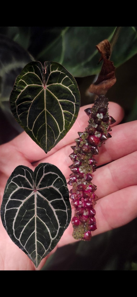 Anthurium King of Spades Regal Beauty | HappiestPlantsbyAMJ