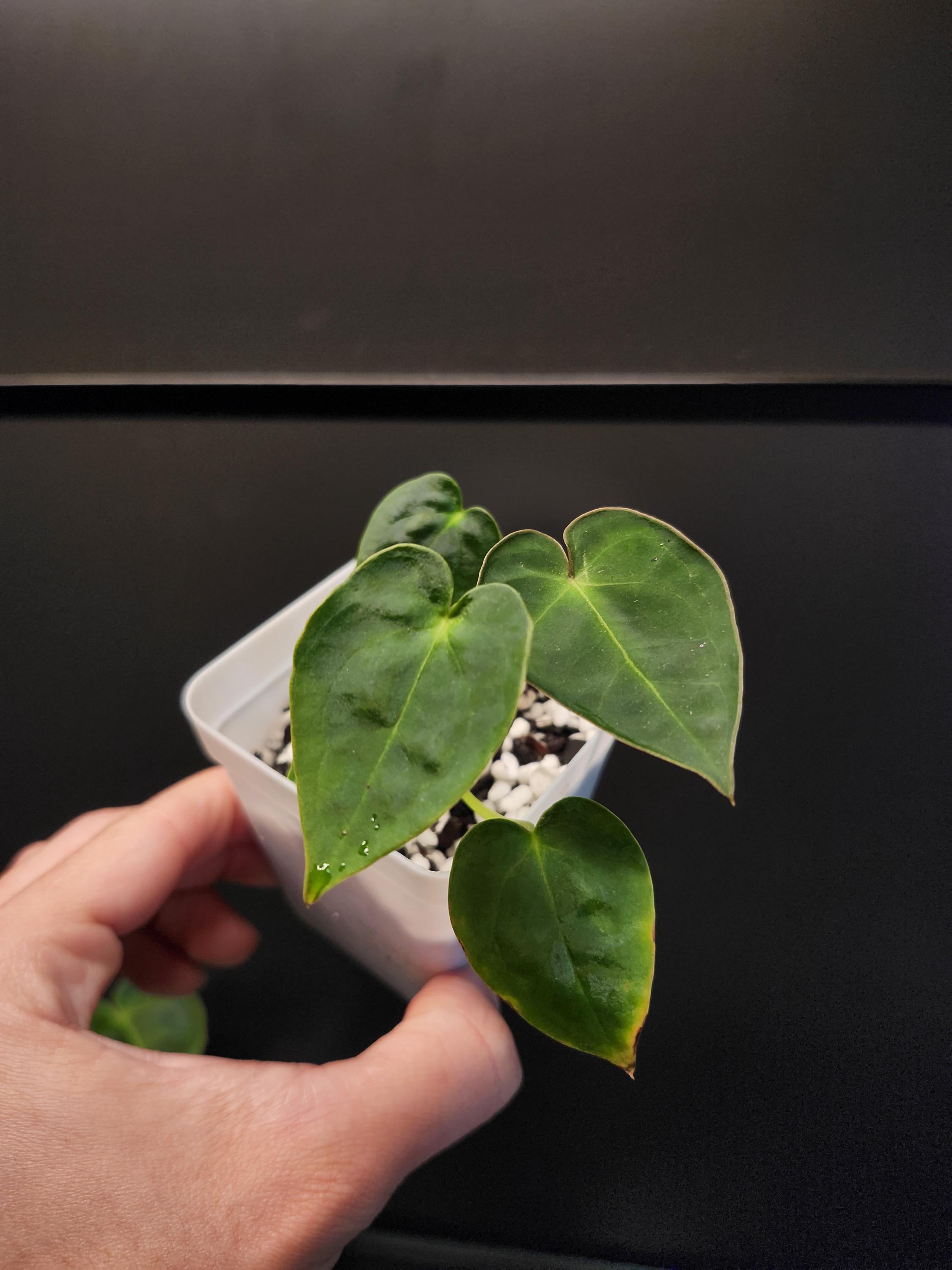 Anthurium Hoffmanii X (BVEP X Forgetii) - Etsy