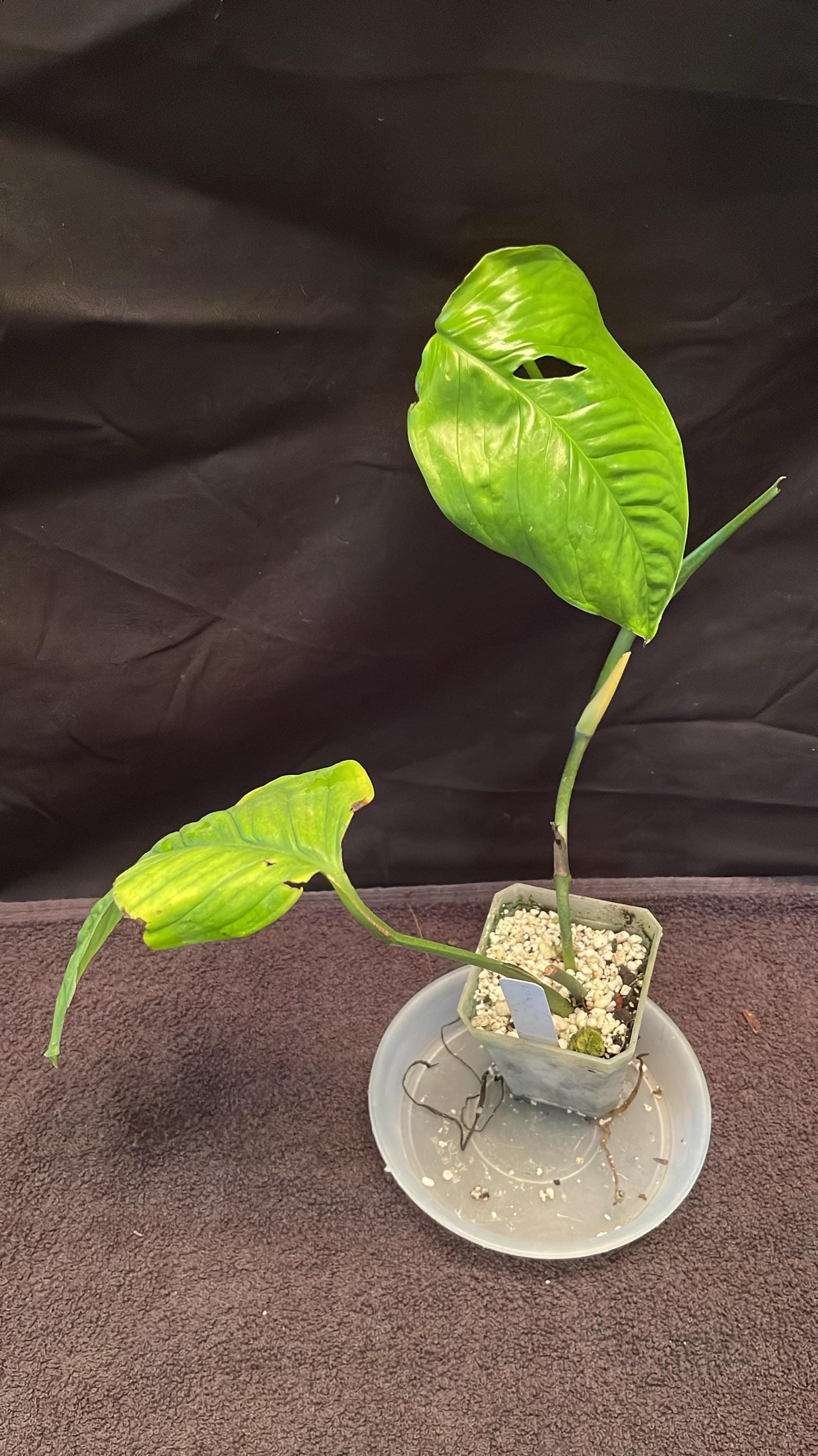 monstera deliciosa buy Monstera, Deliciosa 12