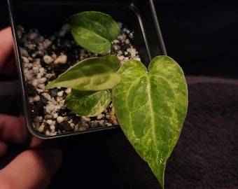 Anthurium NSE Red Crystallinum x Ace of Spades (*Rare Item*)
