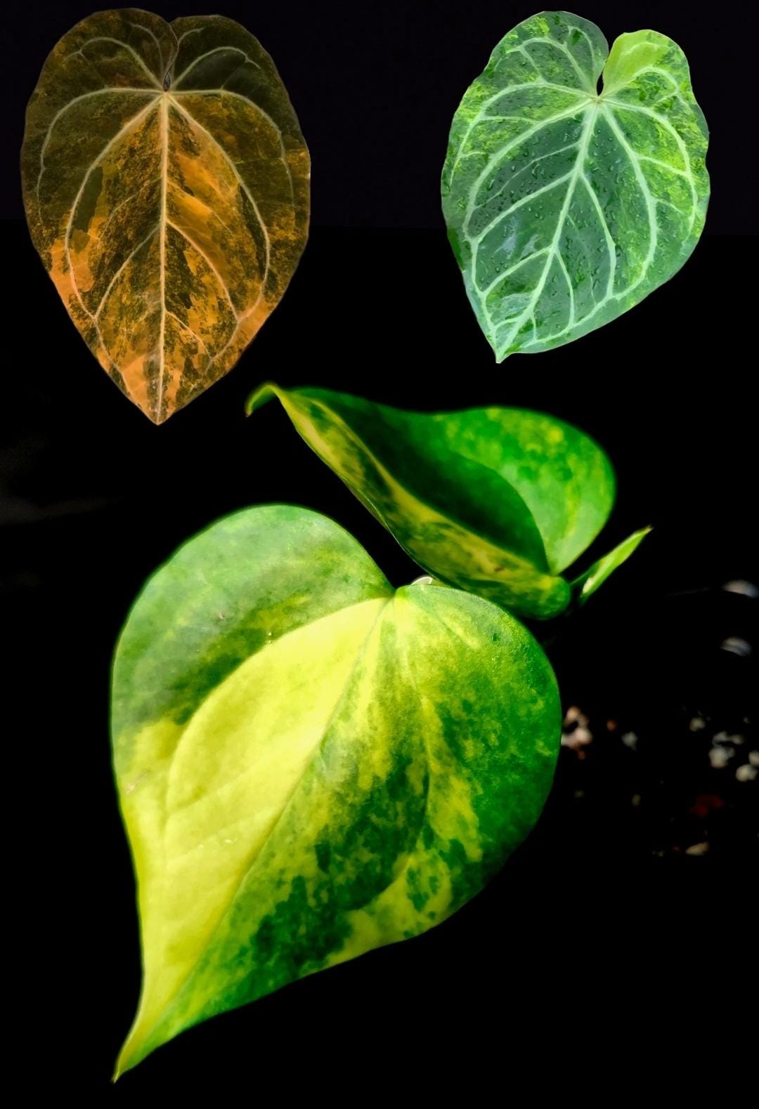 Anthurium Megatron X Anthurium Domino Variegated (*rare Item*) - Etsy