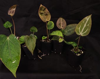 Anthurium "Golden Hour" (SKG Grey x Red Crystallinum) x (RC x Dark Magnificum)