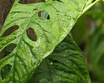 Monstera Membranacea - Etsy