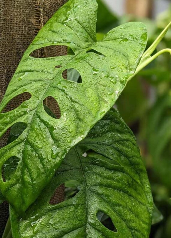 royal fern plant American Royal Fern