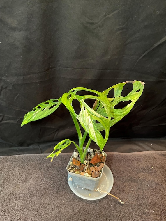 Monstera Adansonii Mint - Etsy