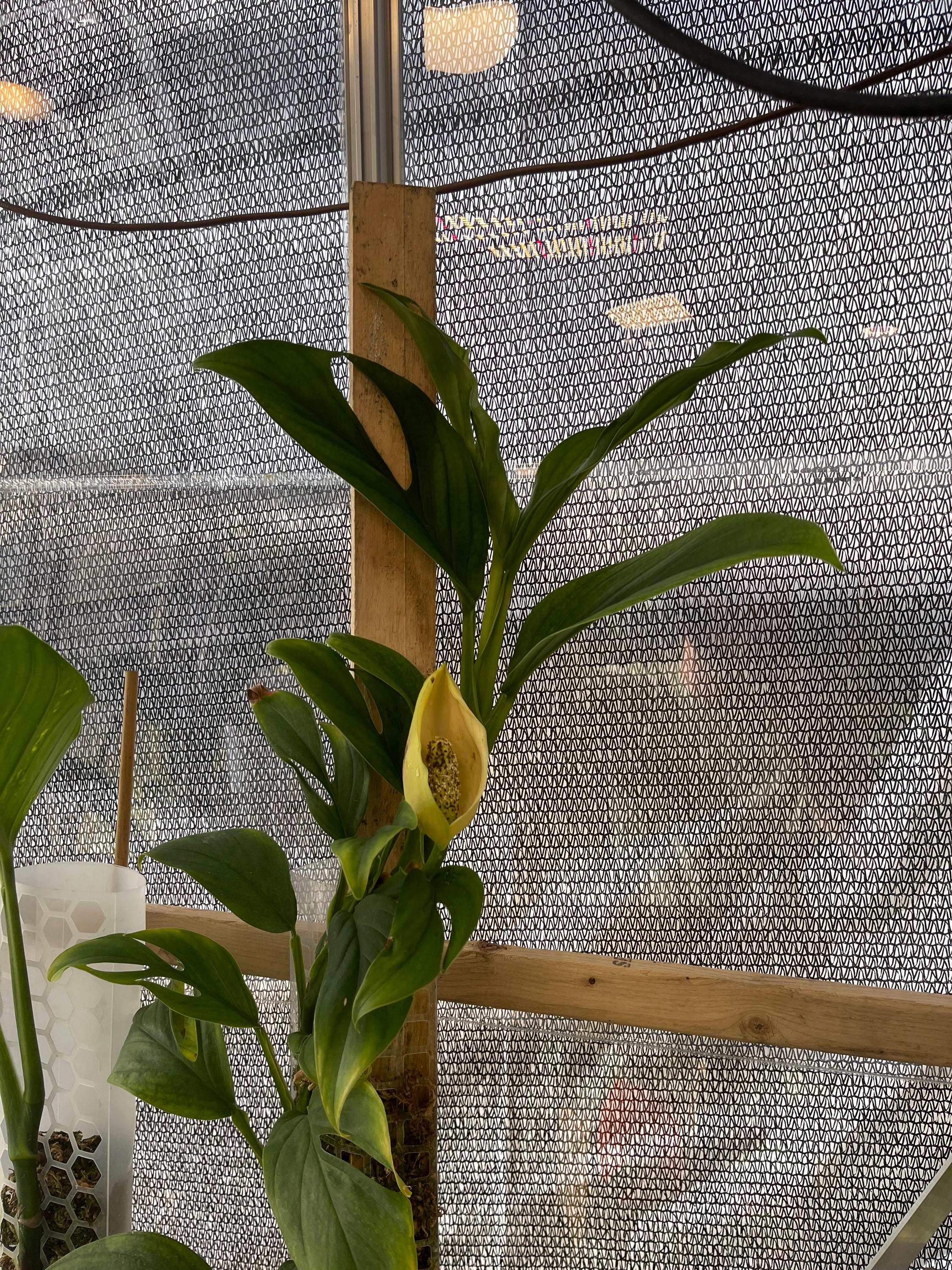 philodendron mayoi care Philodendron Mayoi  Jardineries Botanix