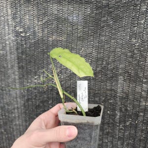 philodendron sp esmeraldas Philodendron Esmeralda Spirit narrow — Ecuagenera USA Corp main image 1