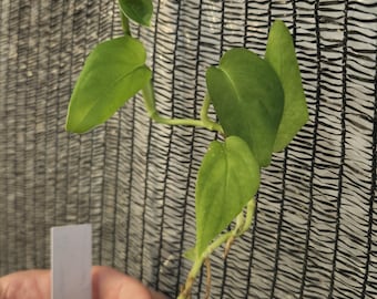 Monstera Spruceana