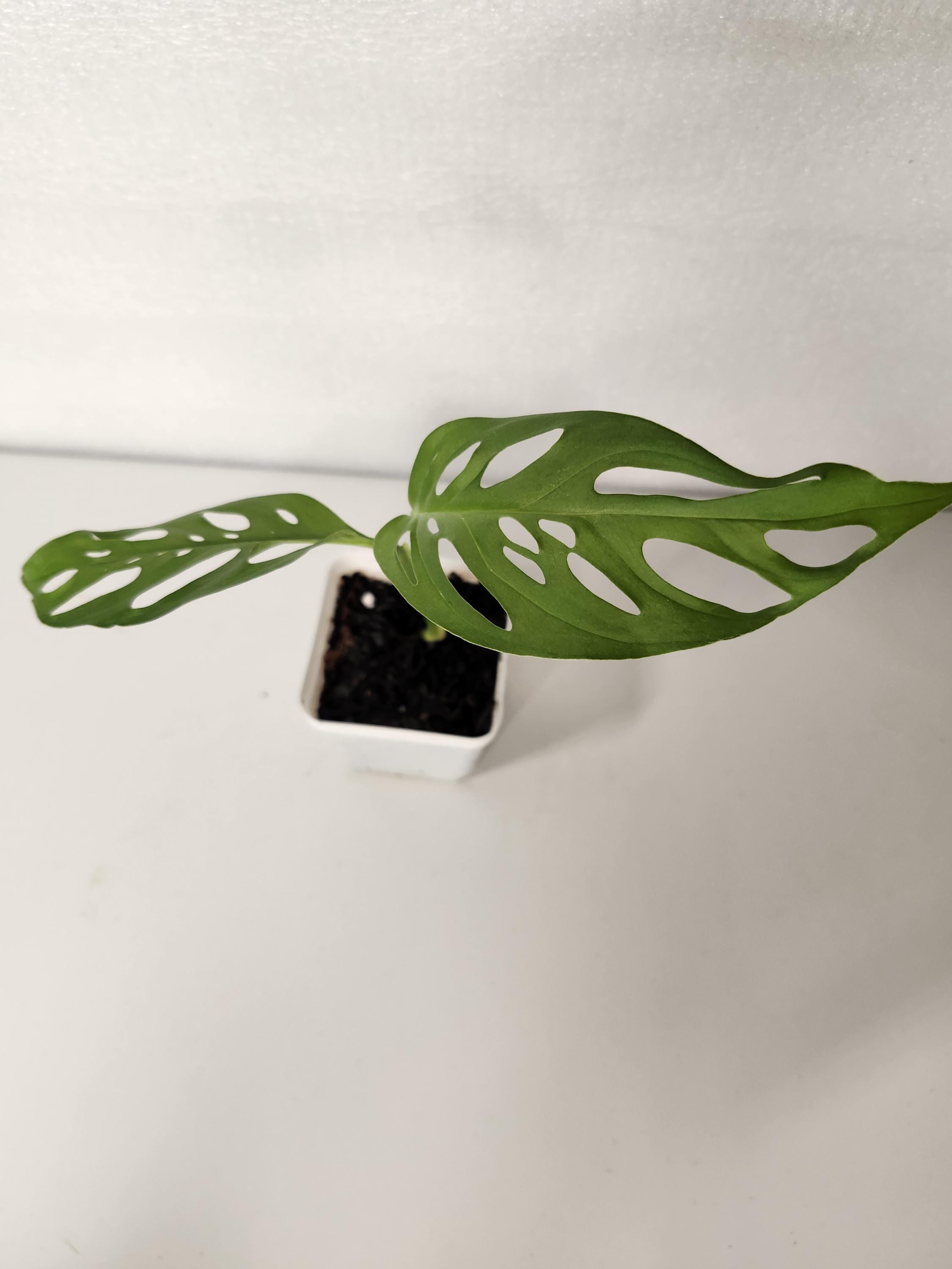 bean plant Renee's Garden 'Green, Yellow & Purple' Tricolor Pole Beans Seed main image 1