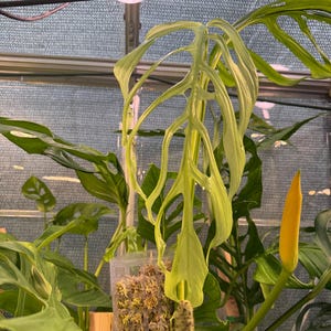 Monstera Obliqua - Etsy
