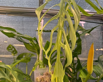 philodendron tortum pflege Philodendron Tortum main image 1