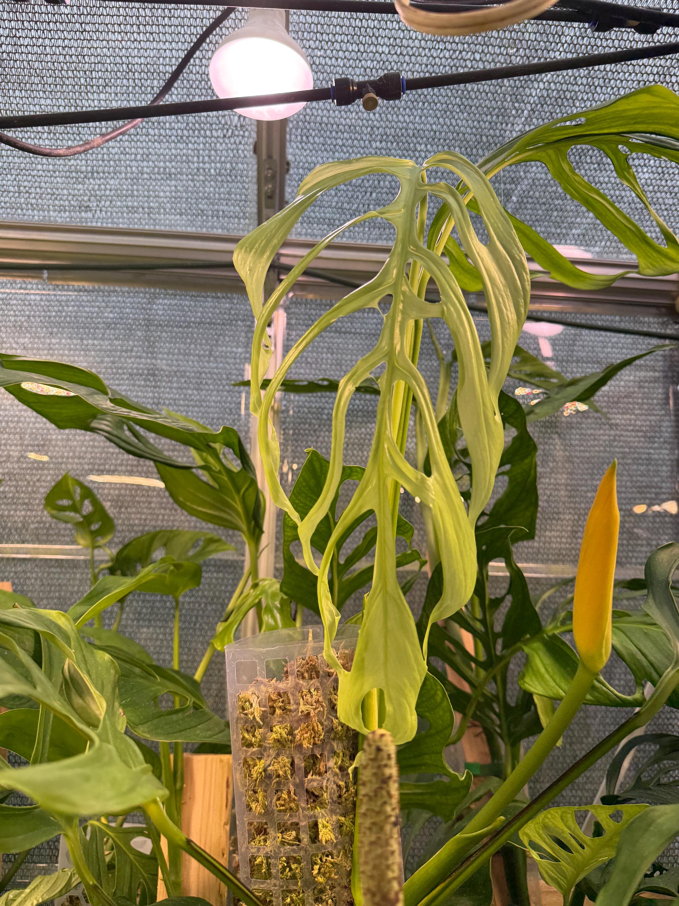 Monstera Obliqua Filamentous - Etsy