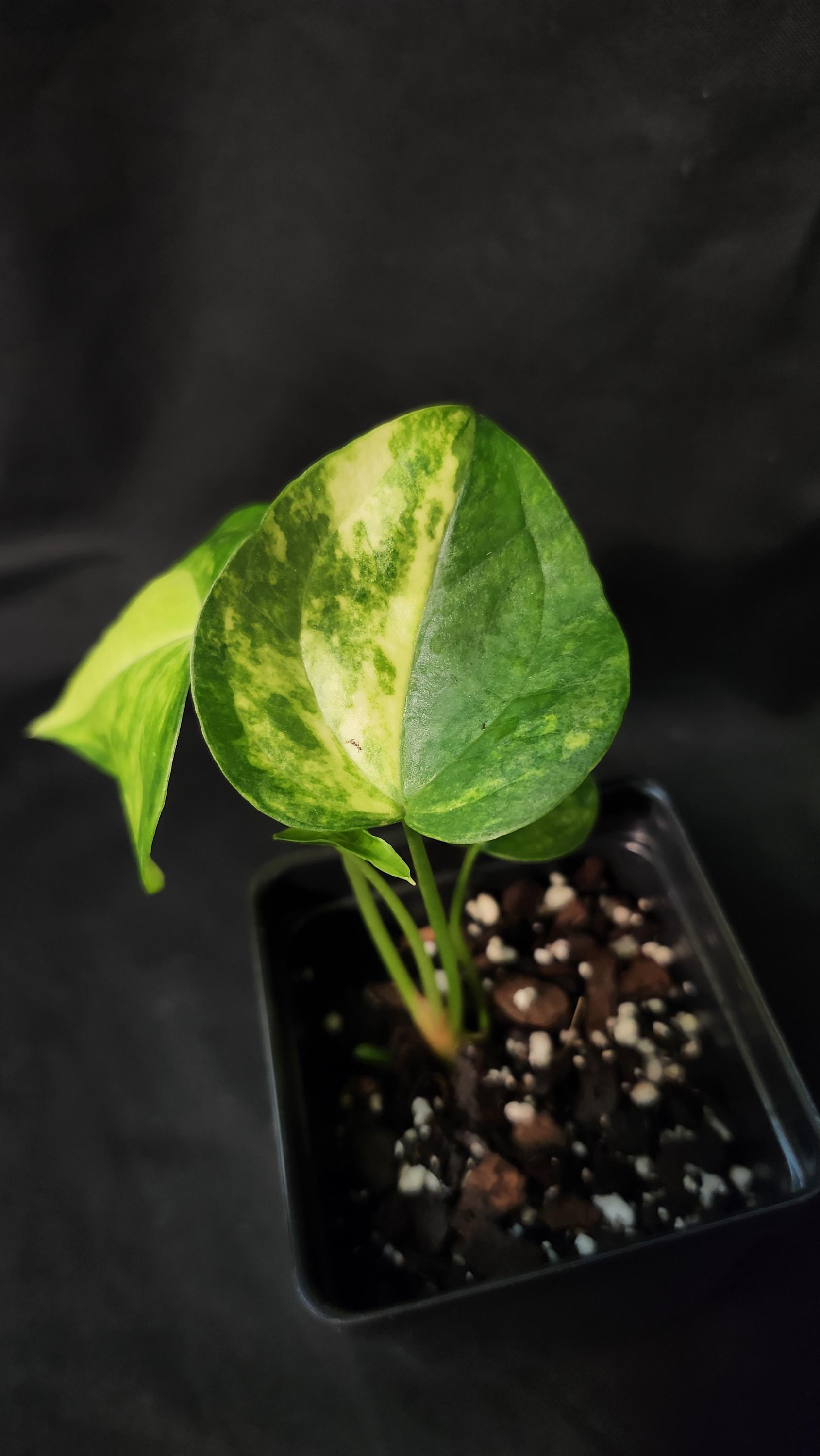 Anthurium Megatron X Anthurium Domino Variegated (*rare Item*) - Etsy