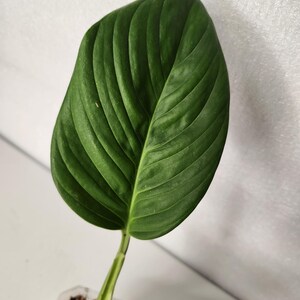 Monstera Radican - Etsy