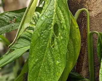 Monstera Obliqua Bolivia