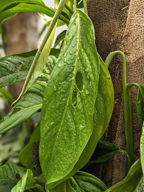 digitalis plant Foxglove (Digitalis) ⁃ Organic Seed