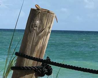 Image of lizard on a post