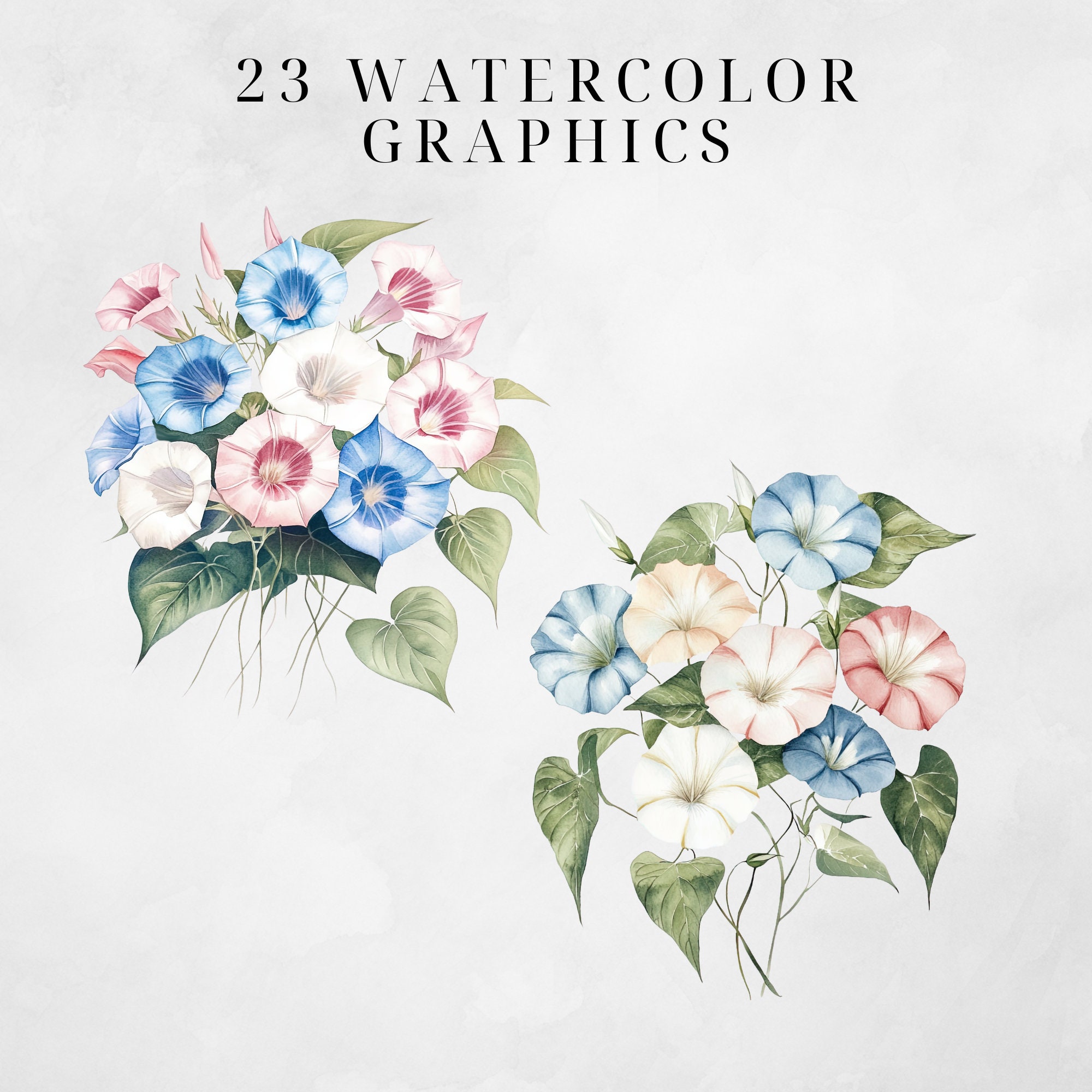 September Birth Flower Clipart, Aster Morning Glory Floral Graphics ...