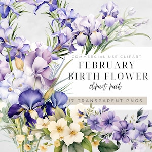 Clipart de flor de nascimento de fevereiro, violeta botânica aquarela, pacote de uso comercial floral de prímula, impressões digitais de aniversário Iris Swag, 300DPI