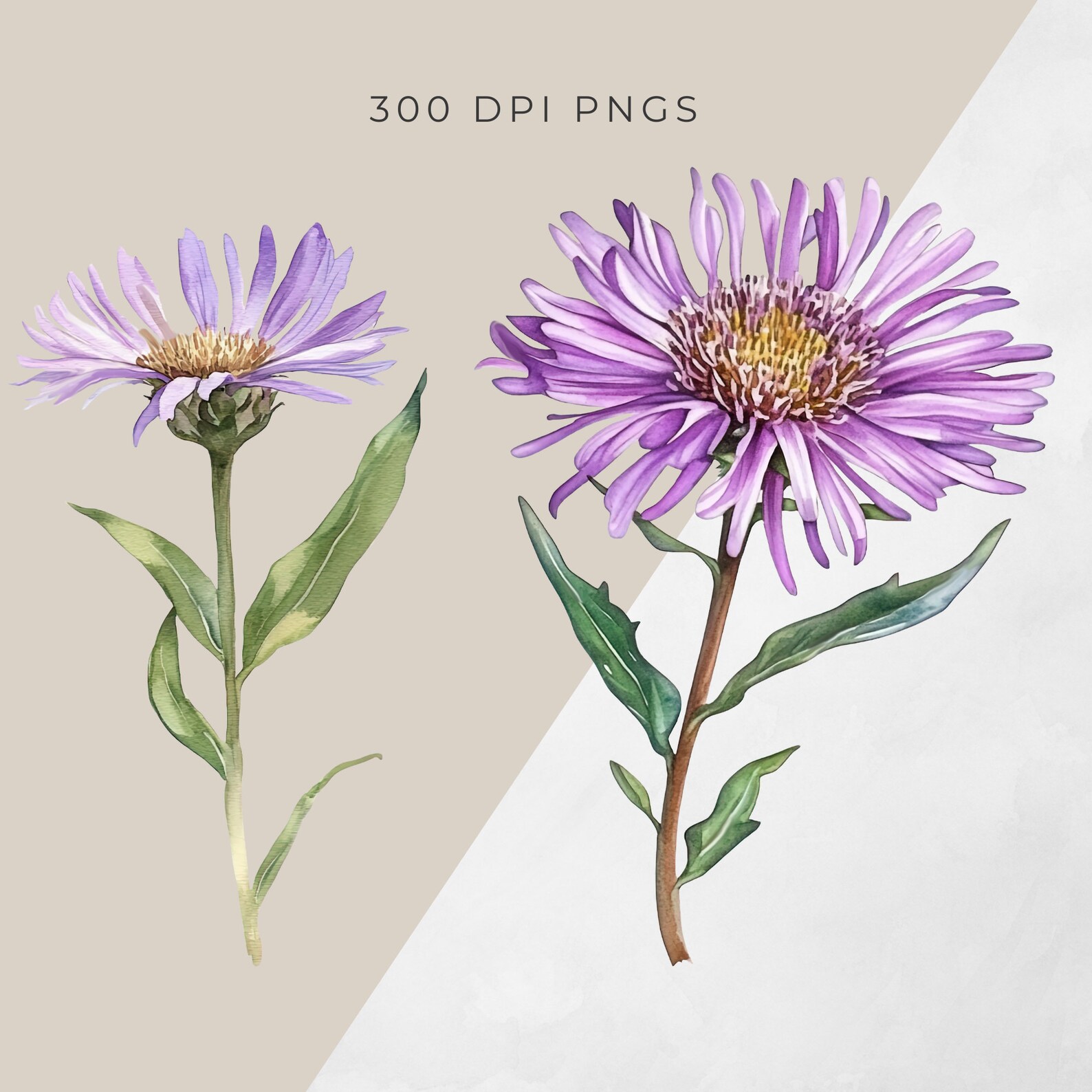 September Birth Flower Clipart, Aster Morning Glory Floral Graphics ...