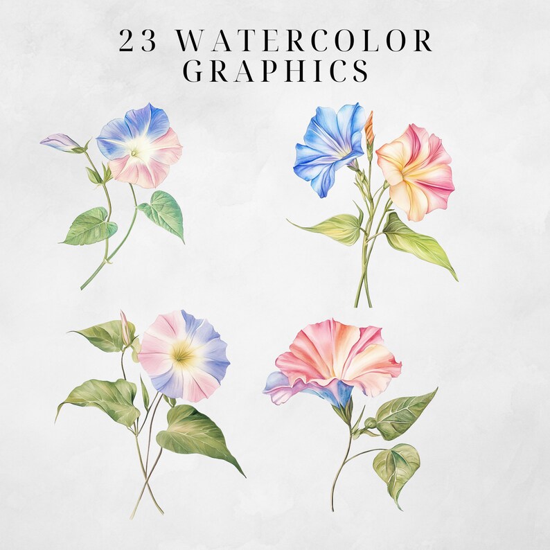 September Birth Flower Clipart, Aster Morning Glory Floral Graphics ...