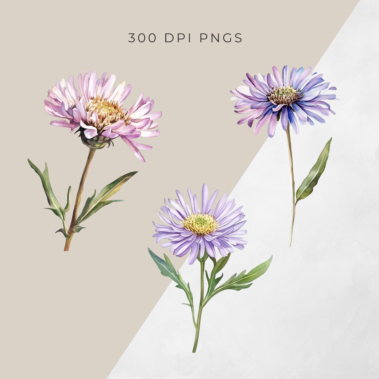 September Birth Flower Clipart, Aster Morning Glory Floral Graphics ...