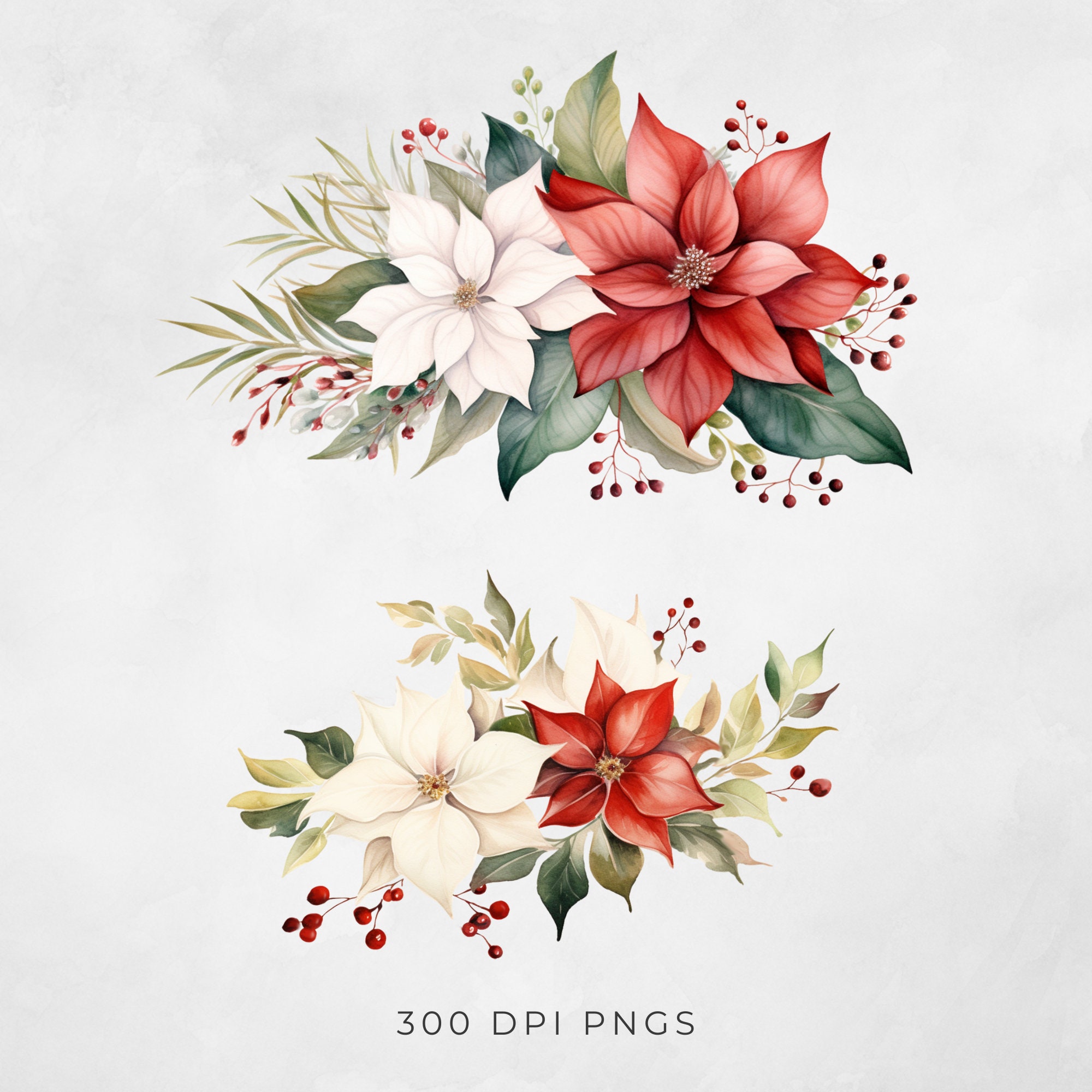 December Birth Flower Watercolor Clipart, Holiday Poinsettia Birthday ...