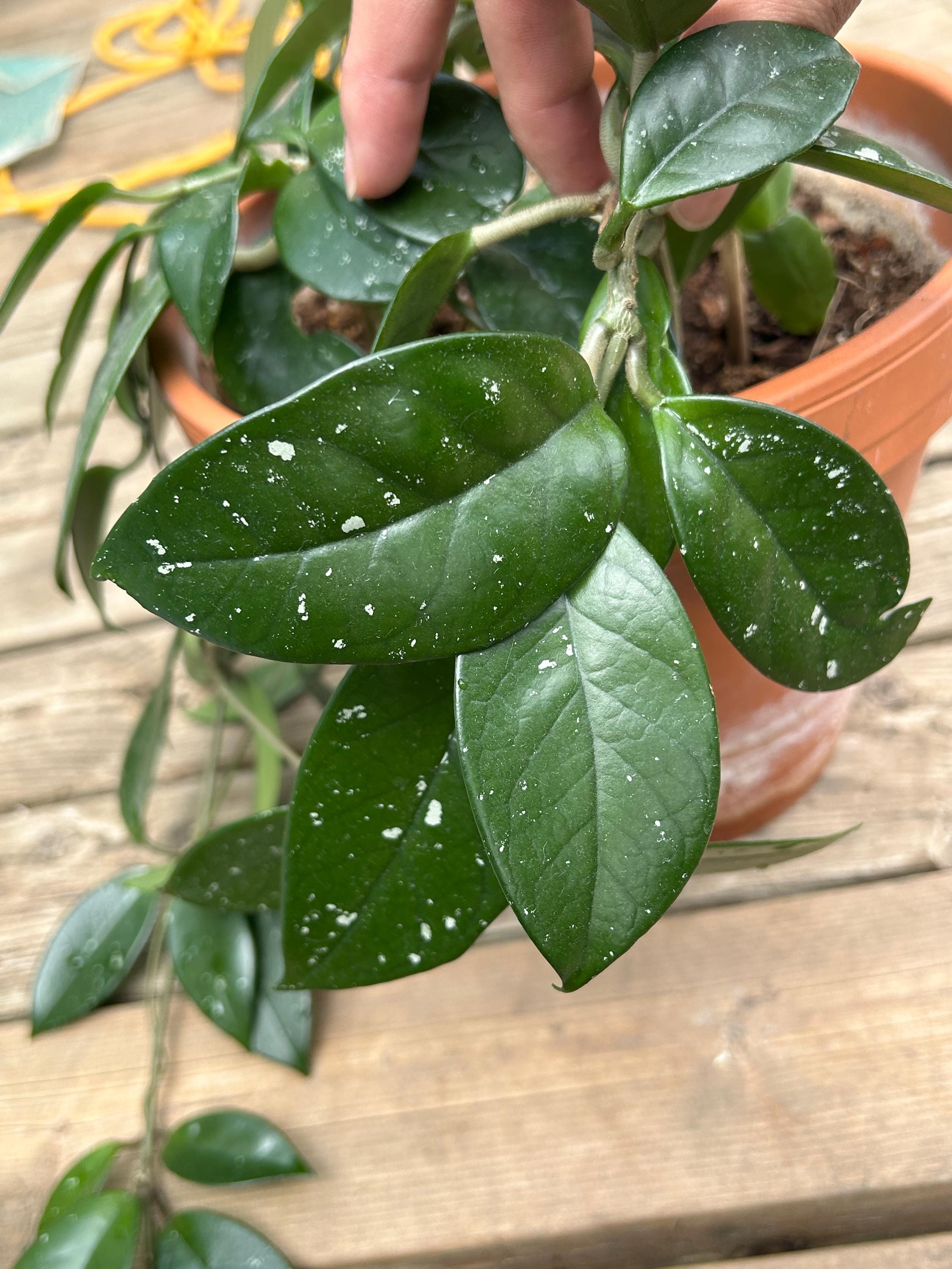 Hoya polyneura silver ｜フィッシュテールホヤ　希少 Hoya polyneura - Etsy 日本