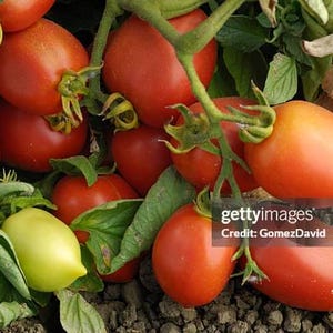 Graines de tomates roms