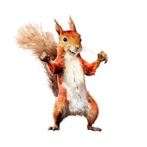 Könnte beinhalten: Aquarellillustration eines roten Eichhörnchens, das aufrecht steht und die Arme hebt. Das Eichhörnchen hat einen buschigen Schwanz und einen weißen Bauch. Das Kunstwerk ist vor einem weißen Hintergrund.