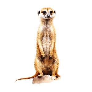 May include: Watercolor illustration of a meerkat standing upright on a small rock. The meerkat has tan fur with a lighter belly and a long tail. Its face has dark eyes and a small smile, set against a white background.
