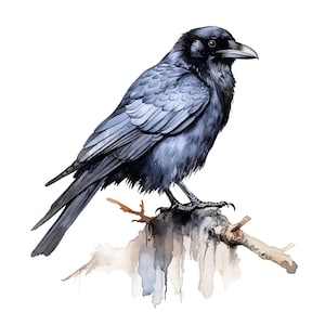 Può includere: Illustrazione ad acquerello di un corvo nero appollaiato su un ramo. L'uccello presenta dettagliate trame di piume ed è ambientato su uno sfondo bianco. L'opera d'arte presenta sfumature di nero, grigio e marrone.