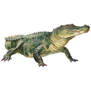 Krokodil klistermärken set akvarell bilklistermärken 9 x 9 cm roliga djur vinyl vattentäta laptop dekoration reptil present