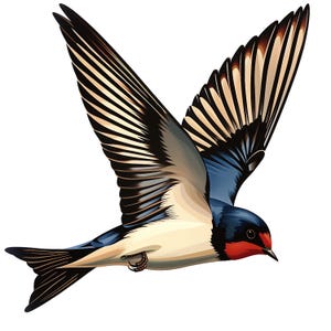 Könnte beinhalten: Detaillierte Illustration einer Schwalbe im Flug, mit weit ausgebreiteten Flügeln. Der Vogel hat einen blauen Rücken, einen weißen Bauch und eine rote Kehle. Die Flügel zeigen ein Muster aus schwarzen, weißen und braunen Federn, vor weißem Hintergrund.