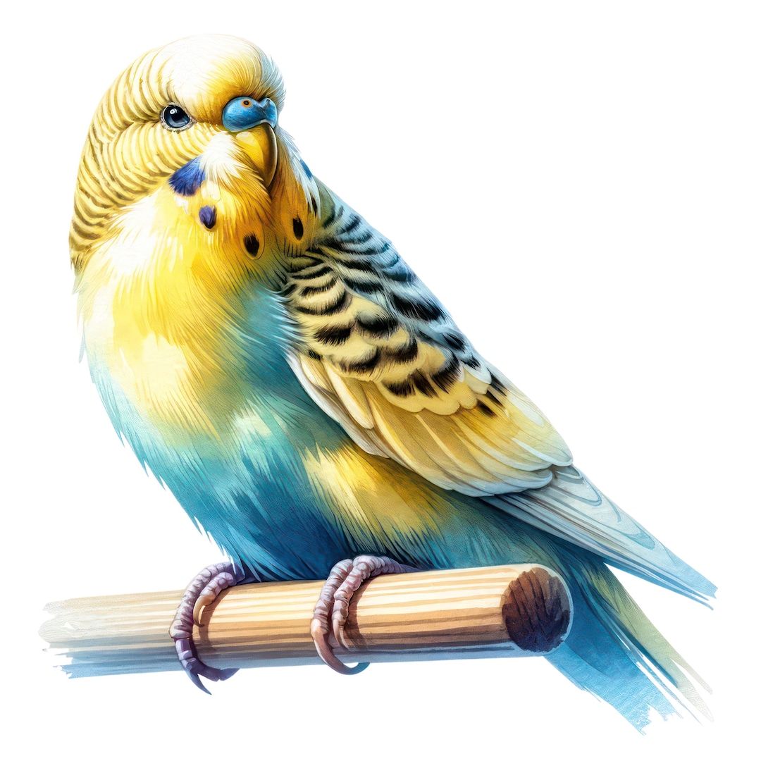 4x Budgie Sticker Set, 4 Pieces, Watercolor Car Stickers, Budgie Bird ...
