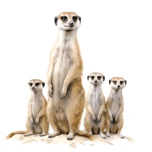 May include: A watercolor illustration of a meerkat family. The adult meerkat stands tall, while three younger meerkats sit or stand nearby. The meerkats have tan fur, dark eyes, and are set against a white background.
