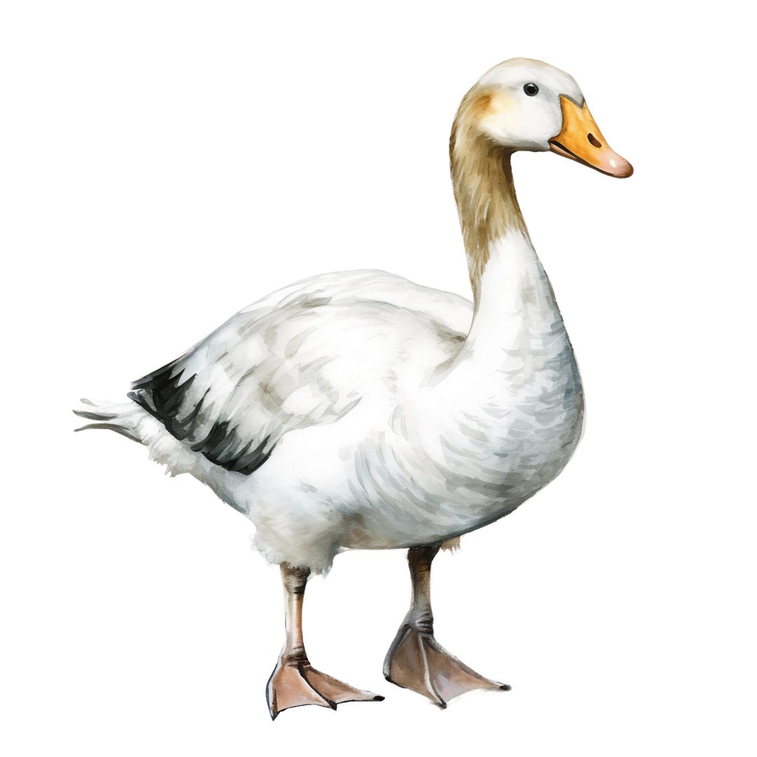 4x Goose Sticker Set, 4 Pieces, Watercolor Car Stickers, Farm Animal ...