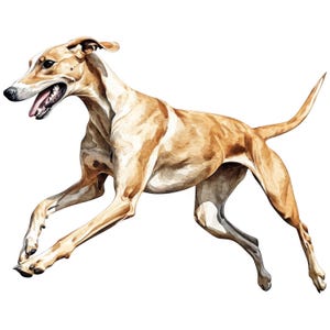 Könnte beinhalten: Aquarell-Illustration eines rennenden Hundes mit braun-weißem Fell. Der Hund ist in vollem Lauf, mit offenem Maul und sichtbarer Zunge dargestellt. Das Kunstwerk ist realistisch gestaltet und vor einem weißen Hintergrund platziert.