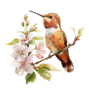 Puede incluir: Ilustración en acuarela de un colibrí posado en una rama con delicadas flores rosas y blancas. El ave presenta plumas naranjas, marrones y blancas, con un pico largo y delgado. La obra de arte tiene una estética suave y natural.