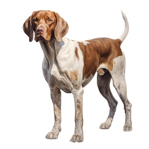 Puede incluir: Ilustración detallada de un perro Pointer, con pelaje marrón y blanco. El perro está representado de pie, con la cola curvada hacia arriba y las orejas caídas. La obra de arte tiene texturas y sombreado realistas, capturando la pose del perro.