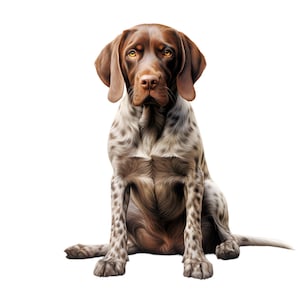 Puede incluir: Ilustración detallada de un perro Braco Alemán sentado. El perro tiene la cabeza y las orejas marrones, con un cuerpo moteado marrón y blanco. Sus ojos son de color marrón cálido y tiene una expresión atenta.