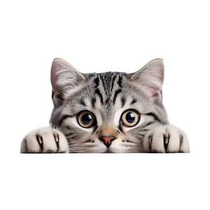 Può includere: Primo piano di un gatto tabby grigio e bianco con grandi occhi rotondi e zampe appoggiate su una superficie bianca. Il pelo del gatto ha un motivo a strisce.