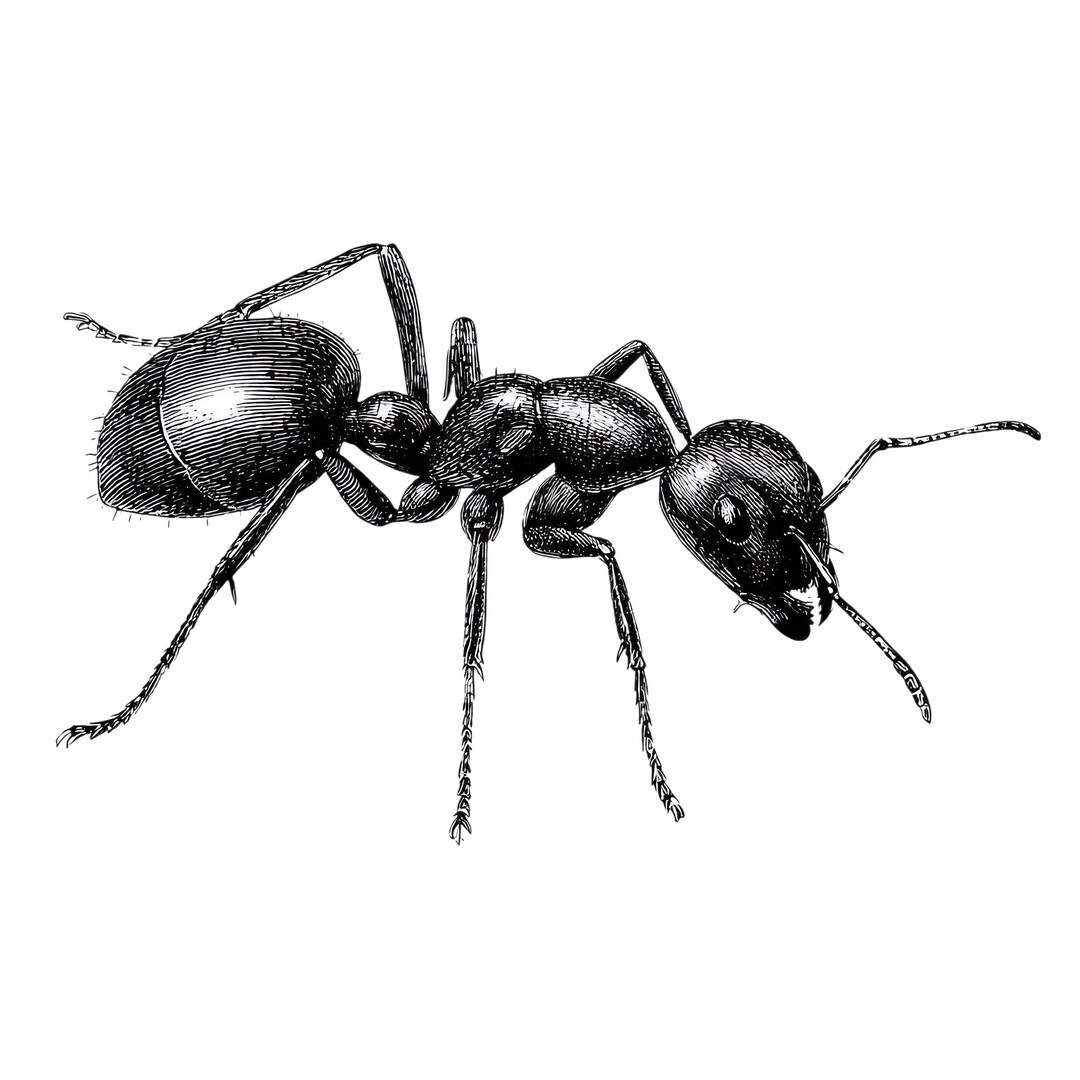 4X Ant Stickers Insect Car Stickers Nature Forest Animals Vinyl ...