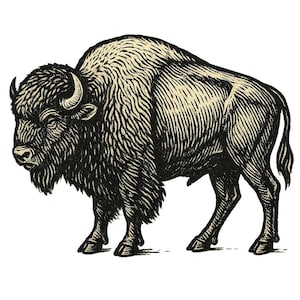 May include: A detailed black and cream-colored illustration of a bison. The bison is depicted in a side profile, showcasing its large, shaggy fur, horns, and muscular build. The artwork has a vintage, woodcut style.