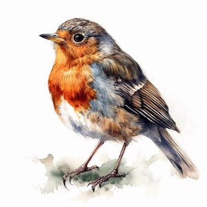 Robin sticker, Christmas bird sticker, winter bird motif, nature sticker, bird illustration, robin decoration, winter decoration