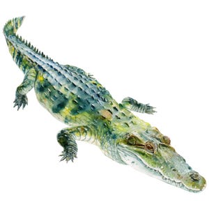 Könnte beinhalten: Aquarellillustration eines grünen und gelben Krokodils. Das Reptil wird von oben dargestellt und zeigt seine strukturierte Haut, scharfen Zähne und detaillierte Augen. Das Kunstwerk ist vor einem weißen Hintergrund.