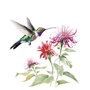 Puede incluir: Ilustración en acuarela de un colibrí en vuelo, acercándose a vibrantes flores rojas y rosas. El ave tiene plumas verdes y moradas iridiscentes, con las alas extendidas. Las flores tienen pétalos largos y delicados y hojas verdes.