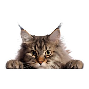 May include: A close-up of a Maine Coon cat with brown and gray striped fur, large ears with tufts, and striking yellow eyes. The cat is looking directly at the viewer, with its paws resting on a white surface.