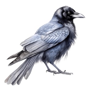Può includere: Illustrazione dettagliata di un corvo. L'uccello ha piume nere sulla testa e sul petto, che sfumano in grigio chiaro e blu sulle ali e sulla schiena. Il corvo è su sfondo bianco, mostrando il suo becco affilato e gli artigli.